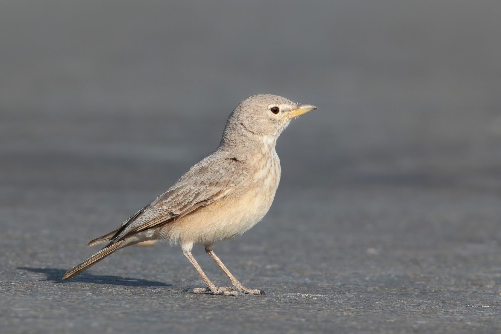 image Desert Lark